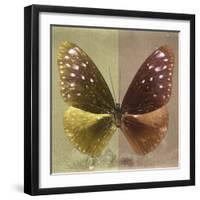 Miss Butterfly Euploea Sq - Gold & Caramel-Philippe Hugonnard-Framed Photographic Print