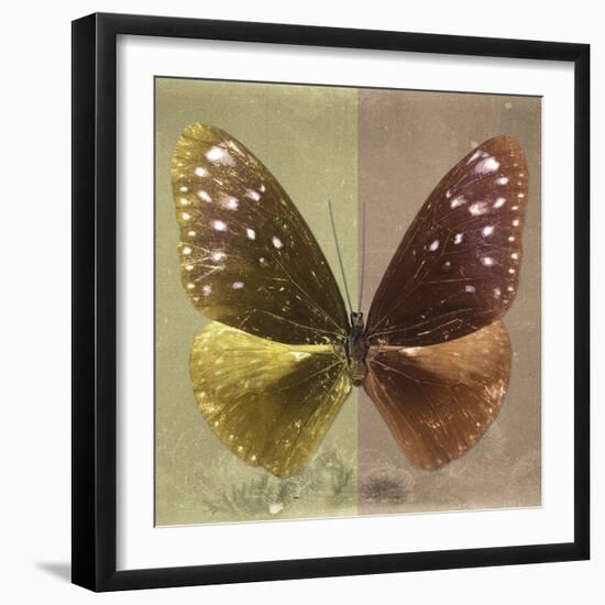 Miss Butterfly Euploea Sq - Gold & Caramel-Philippe Hugonnard-Framed Photographic Print