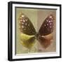 Miss Butterfly Euploea Sq - Gold & Caramel-Philippe Hugonnard-Framed Photographic Print