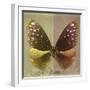 Miss Butterfly Euploea Sq - Gold & Caramel-Philippe Hugonnard-Framed Photographic Print