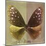 Miss Butterfly Euploea Sq - Gold & Caramel-Philippe Hugonnard-Mounted Photographic Print