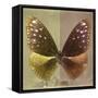 Miss Butterfly Euploea Sq - Gold & Caramel-Philippe Hugonnard-Framed Stretched Canvas