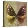 Miss Butterfly Euploea Sq - Gold & Caramel-Philippe Hugonnard-Stretched Canvas