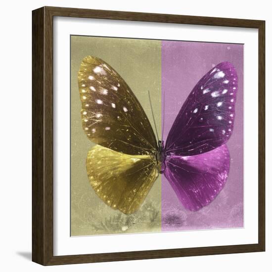 Miss Butterfly Euploea Sq - Gold & Hot Pink-Philippe Hugonnard-Framed Photographic Print