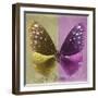 Miss Butterfly Euploea Sq - Gold & Hot Pink-Philippe Hugonnard-Framed Photographic Print