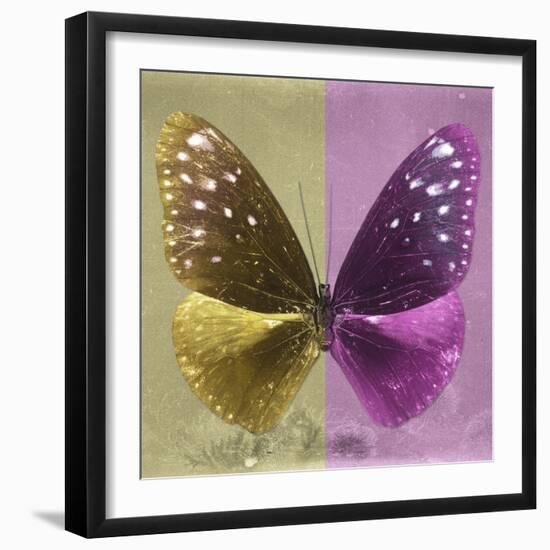 Miss Butterfly Euploea Sq - Gold & Hot Pink-Philippe Hugonnard-Framed Photographic Print