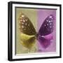 Miss Butterfly Euploea Sq - Gold & Hot Pink-Philippe Hugonnard-Framed Photographic Print