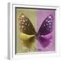 Miss Butterfly Euploea Sq - Gold & Hot Pink-Philippe Hugonnard-Framed Photographic Print