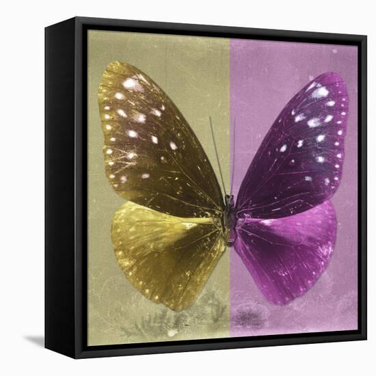 Miss Butterfly Euploea Sq - Gold & Hot Pink-Philippe Hugonnard-Framed Stretched Canvas