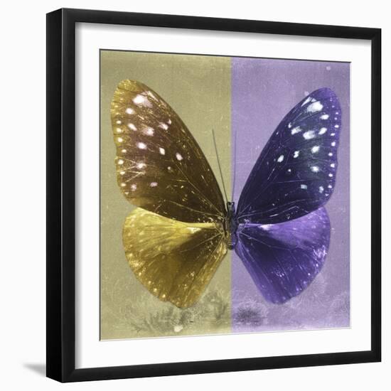 Miss Butterfly Euploea Sq - Gold & Purple-Philippe Hugonnard-Framed Photographic Print
