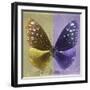 Miss Butterfly Euploea Sq - Gold & Purple-Philippe Hugonnard-Framed Photographic Print