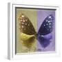 Miss Butterfly Euploea Sq - Gold & Purple-Philippe Hugonnard-Framed Photographic Print