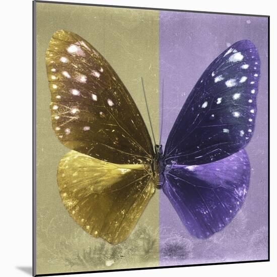 Miss Butterfly Euploea Sq - Gold & Purple-Philippe Hugonnard-Mounted Photographic Print