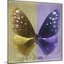 Miss Butterfly Euploea Sq - Gold & Purple-Philippe Hugonnard-Mounted Photographic Print