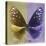 Miss Butterfly Euploea Sq - Gold & Purple-Philippe Hugonnard-Stretched Canvas