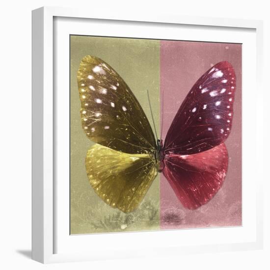 Miss Butterfly Euploea Sq - Gold & Red-Philippe Hugonnard-Framed Photographic Print