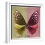 Miss Butterfly Euploea Sq - Gold & Red-Philippe Hugonnard-Framed Photographic Print