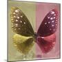 Miss Butterfly Euploea Sq - Gold & Red-Philippe Hugonnard-Mounted Photographic Print