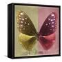 Miss Butterfly Euploea Sq - Gold & Red-Philippe Hugonnard-Framed Stretched Canvas