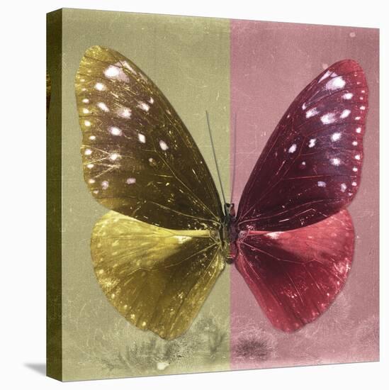 Miss Butterfly Euploea Sq - Gold & Red-Philippe Hugonnard-Stretched Canvas