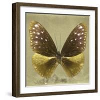 Miss Butterfly Euploea Sq - Gold-Philippe Hugonnard-Framed Photographic Print