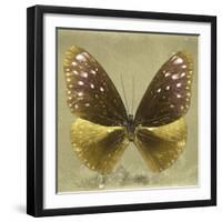 Miss Butterfly Euploea Sq - Gold-Philippe Hugonnard-Framed Photographic Print