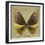 Miss Butterfly Euploea Sq - Gold-Philippe Hugonnard-Framed Photographic Print
