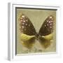 Miss Butterfly Euploea Sq - Gold-Philippe Hugonnard-Framed Photographic Print