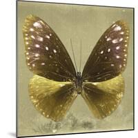Miss Butterfly Euploea Sq - Gold-Philippe Hugonnard-Mounted Photographic Print
