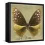 Miss Butterfly Euploea Sq - Gold-Philippe Hugonnard-Framed Stretched Canvas