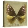 Miss Butterfly Euploea Sq - Gold-Philippe Hugonnard-Stretched Canvas