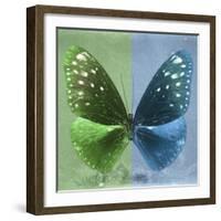 Miss Butterfly Euploea Sq - Green & Blue-Philippe Hugonnard-Framed Photographic Print
