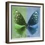 Miss Butterfly Euploea Sq - Green & Blue-Philippe Hugonnard-Framed Photographic Print