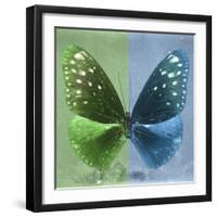 Miss Butterfly Euploea Sq - Green & Blue-Philippe Hugonnard-Framed Photographic Print