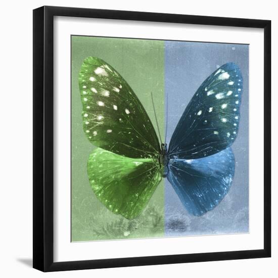 Miss Butterfly Euploea Sq - Green & Blue-Philippe Hugonnard-Framed Photographic Print