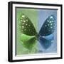 Miss Butterfly Euploea Sq - Green & Blue-Philippe Hugonnard-Framed Photographic Print