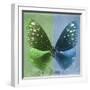 Miss Butterfly Euploea Sq - Green & Blue-Philippe Hugonnard-Framed Photographic Print