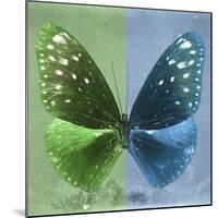 Miss Butterfly Euploea Sq - Green & Blue-Philippe Hugonnard-Mounted Photographic Print