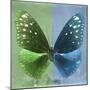 Miss Butterfly Euploea Sq - Green & Blue-Philippe Hugonnard-Mounted Photographic Print