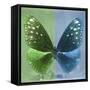 Miss Butterfly Euploea Sq - Green & Blue-Philippe Hugonnard-Framed Stretched Canvas