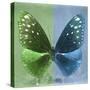 Miss Butterfly Euploea Sq - Green & Blue-Philippe Hugonnard-Stretched Canvas