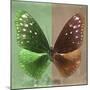 Miss Butterfly Euploea Sq - Green & Caramel-Philippe Hugonnard-Mounted Photographic Print