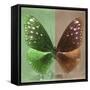 Miss Butterfly Euploea Sq - Green & Caramel-Philippe Hugonnard-Framed Stretched Canvas