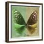 Miss Butterfly Euploea Sq - Green & Gold-Philippe Hugonnard-Framed Photographic Print