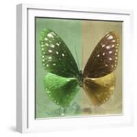 Miss Butterfly Euploea Sq - Green & Gold-Philippe Hugonnard-Framed Photographic Print