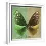 Miss Butterfly Euploea Sq - Green & Gold-Philippe Hugonnard-Framed Photographic Print
