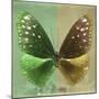 Miss Butterfly Euploea Sq - Green & Gold-Philippe Hugonnard-Mounted Photographic Print