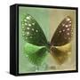 Miss Butterfly Euploea Sq - Green & Gold-Philippe Hugonnard-Framed Stretched Canvas