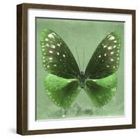 Miss Butterfly Euploea Sq - Green-Philippe Hugonnard-Framed Photographic Print