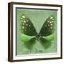 Miss Butterfly Euploea Sq - Green-Philippe Hugonnard-Framed Photographic Print